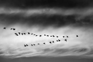 Migrating geese in a V formation