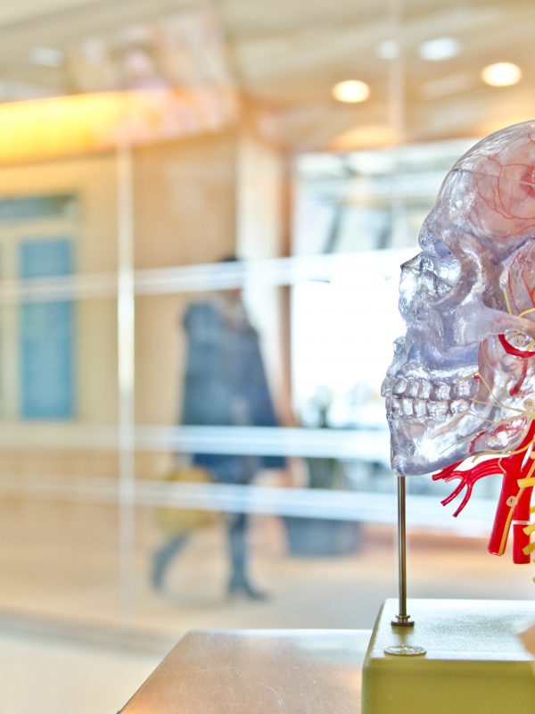 A medical model of a human skull, showing veins and nerves
